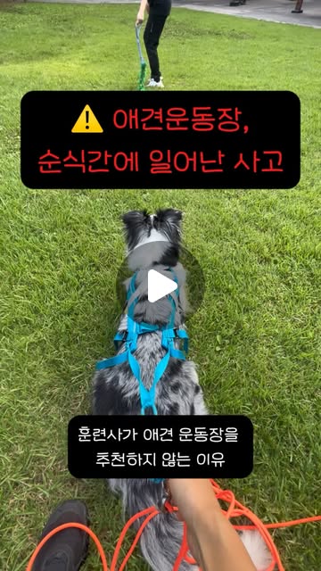 콘텐츠