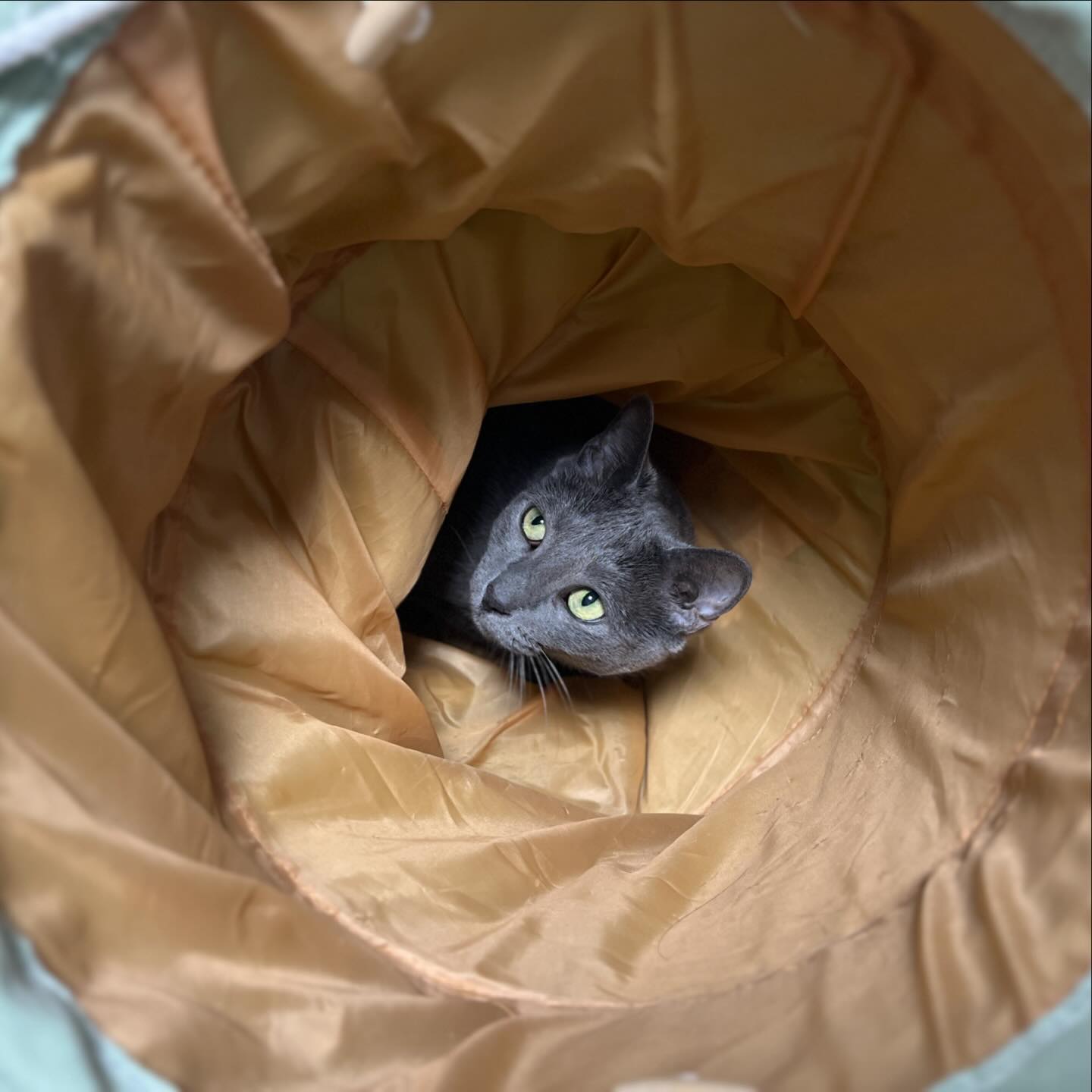 아 깜짝이야 😭

#고양이장난 
#고양이일상🐈 
#고먐미그램 
#고양이는못말려 
#냥팔맞팔환영