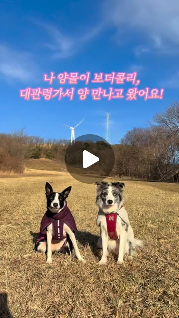 콘텐츠