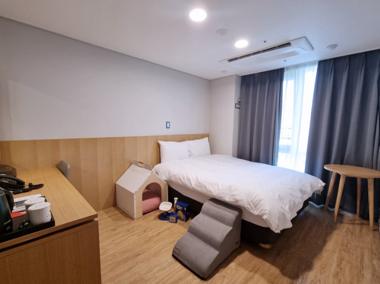 여수 여행시 가성비 좋은 반려견동반 호텔 케니 여수
