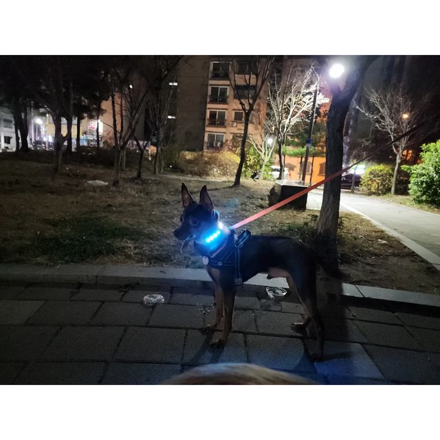 이지숙(펫시터) on Instagram: "#광고 [페이지원] 반려견 LED 웨어러블 디바이스(함께하개) 주로 야간 산책을 하는 내 새꾸들한테 찰떡인 목걸이 발견!! 특히나 우니는 어두운 색이라 잘 안보일 수