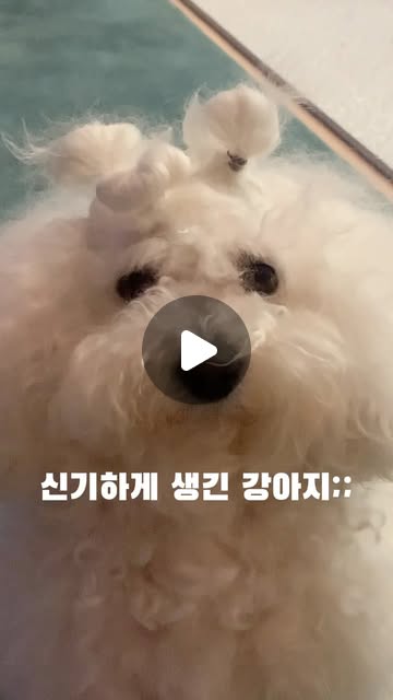 콘텐츠