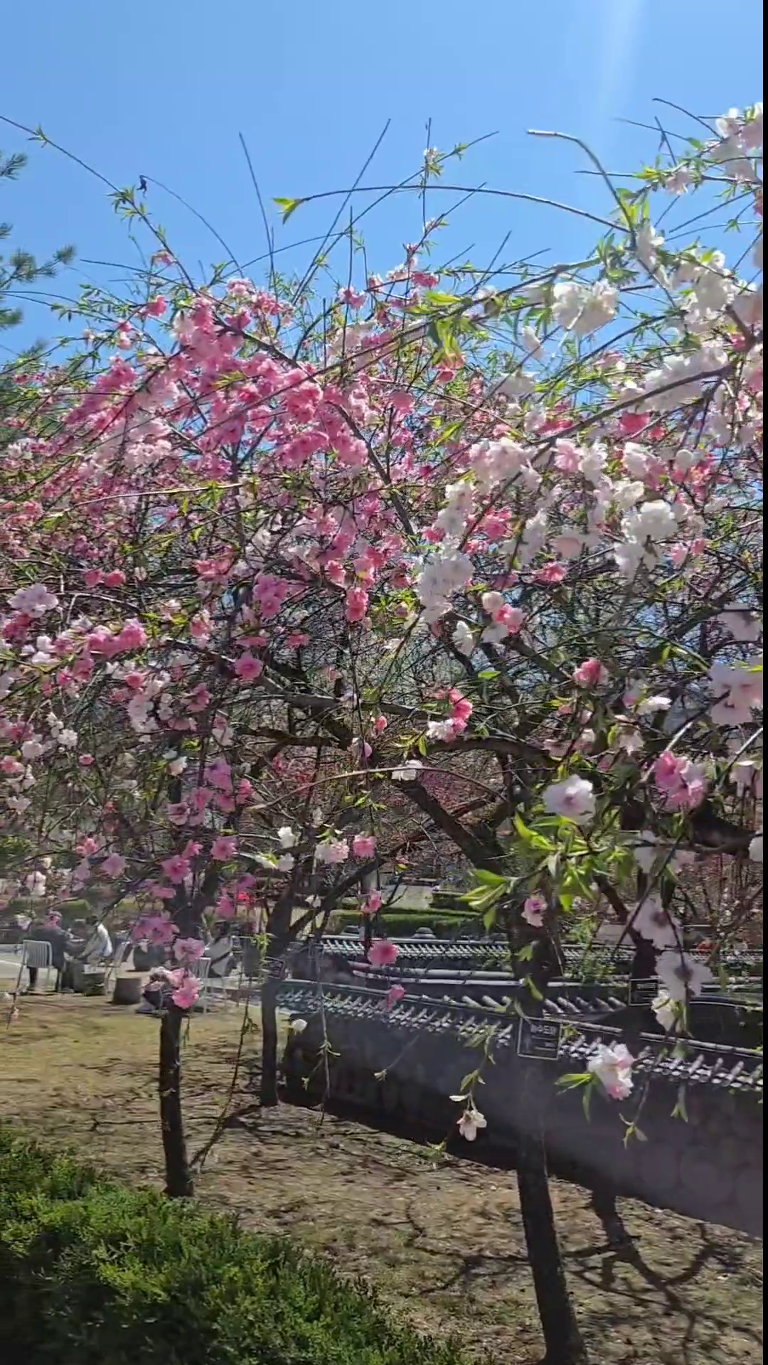 콘텐츠