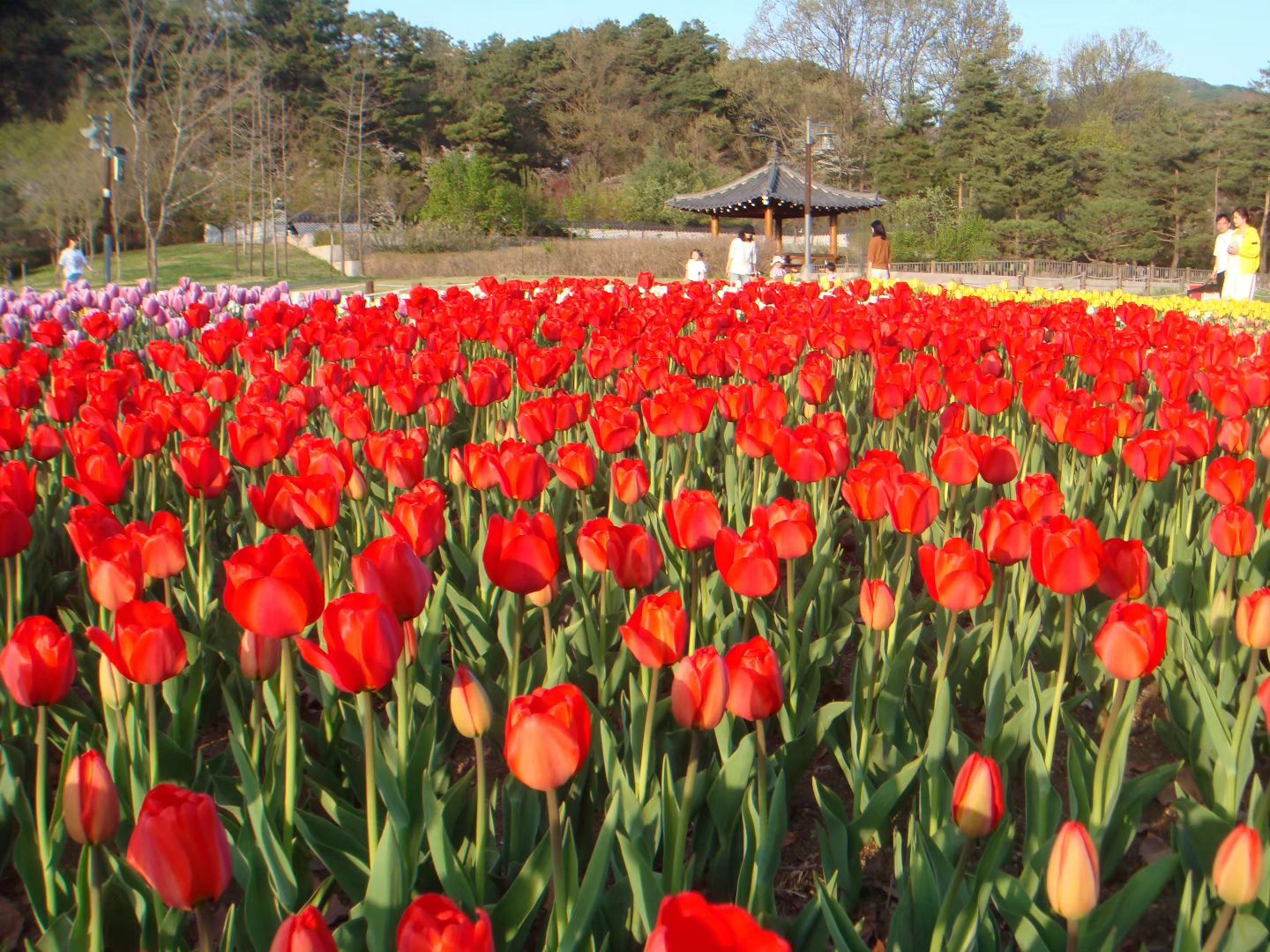 공원에 튤립이 활빠 피었네🌷🌷

#송산사지 #공원 #산책 #튤립 #꽃 #날씨 #맑음 #일상