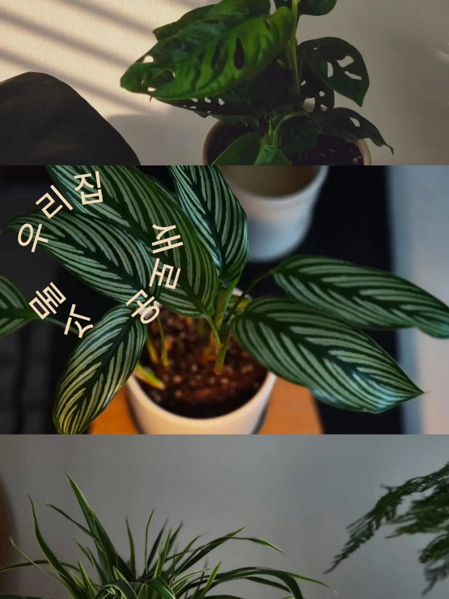 콘텐츠