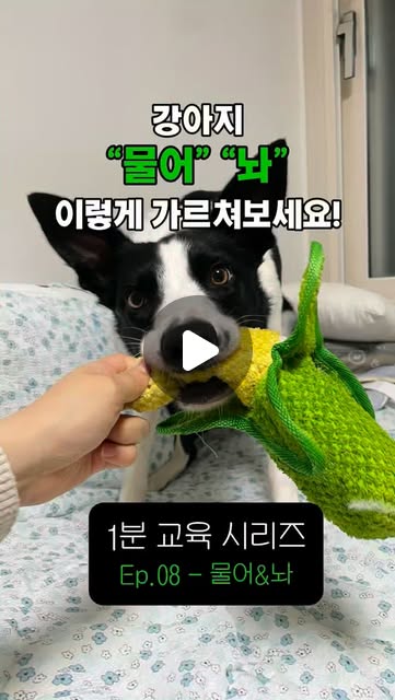 콘텐츠