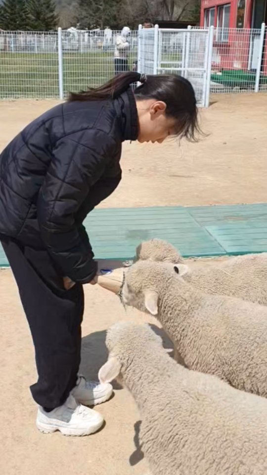 #대관령양떼목장 
#하늘목장 
#양먹이주기체험

양들이 먹이 따라 졸졸 🐑 🐑 
넘 귀엽자나😍