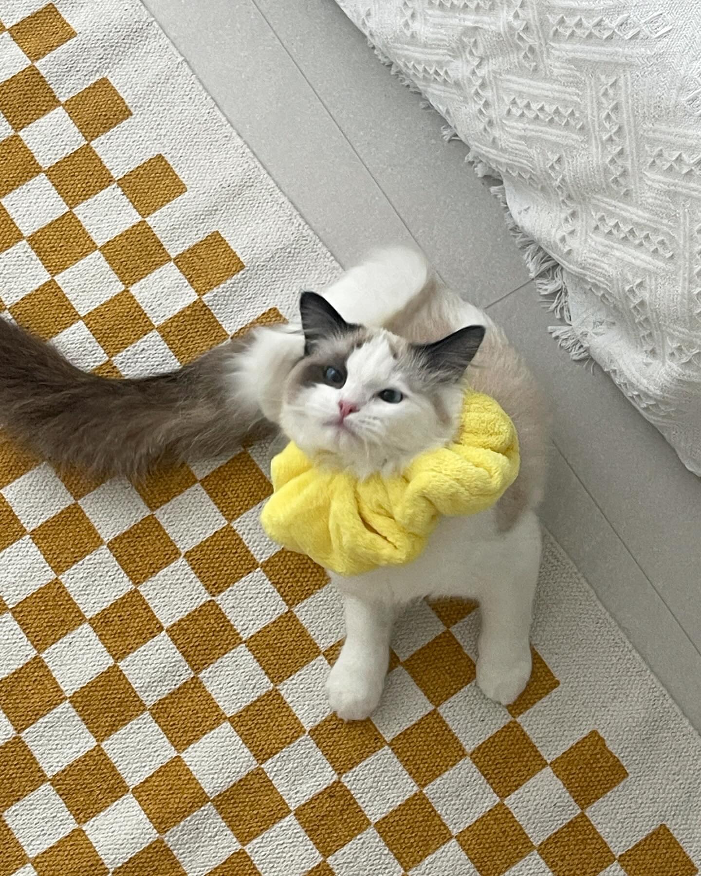 우리 루루 많이 컸네💛
사진은 뒤로 갈수록 어려짐(்▿்)
#6개월차
#랙돌루루
#랙돌고양이
#초보집사
#개냥이
#냥냥
#ragdollcat
#ragdoll