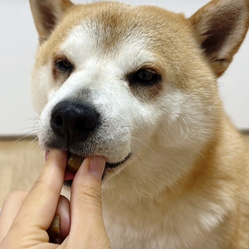 릴렉스펫 강아지 마음건강 챙기기 간식