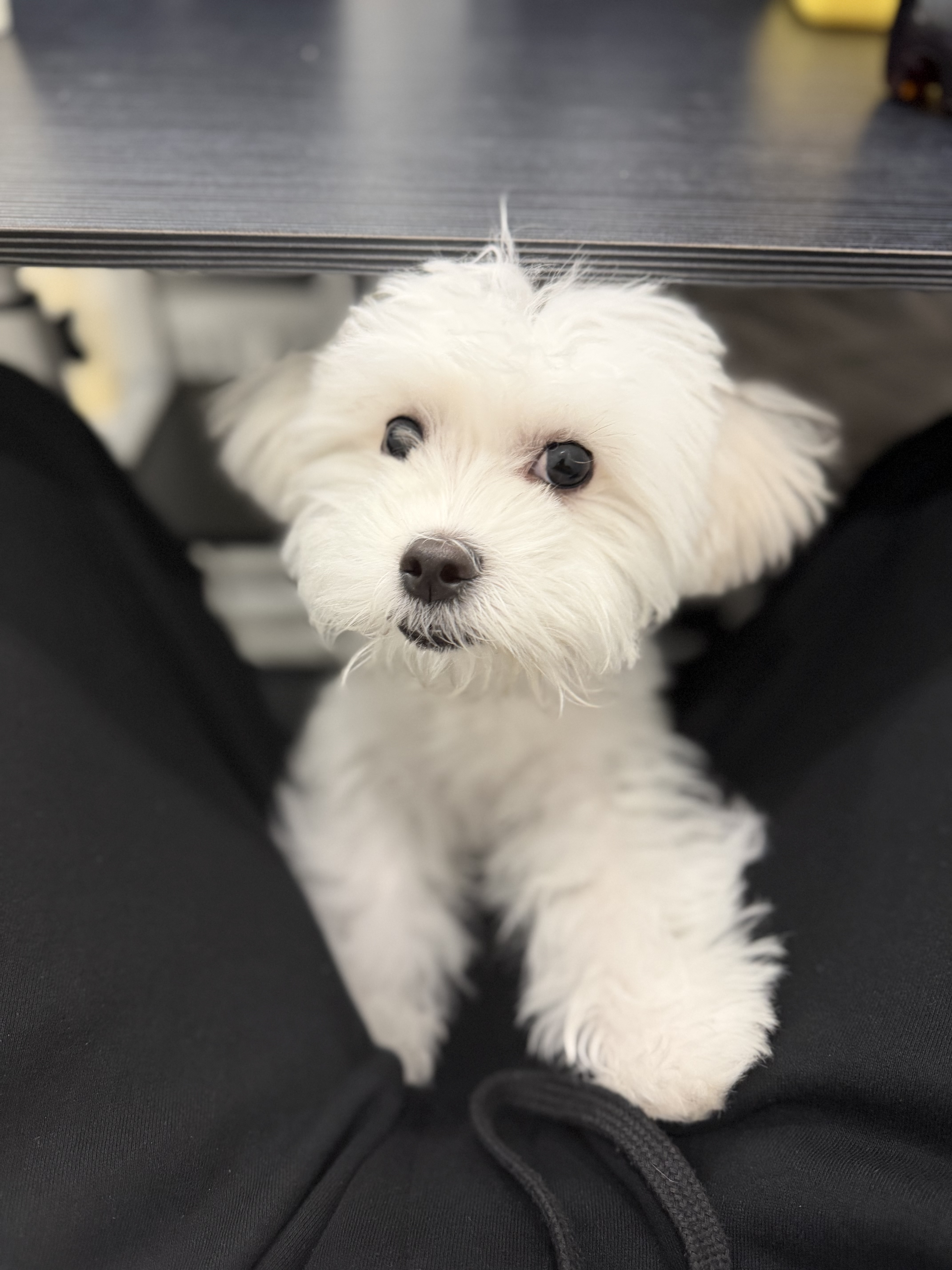 콘텐츠