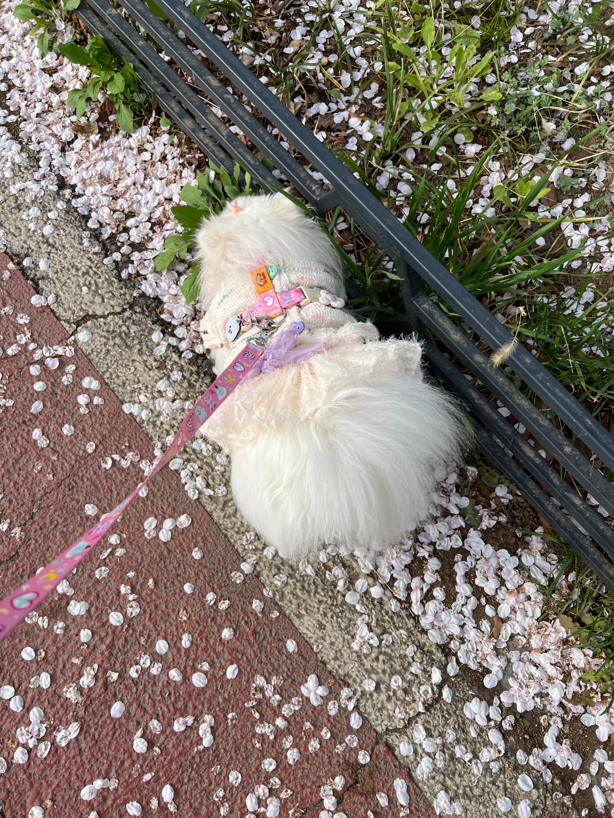 강아지 간식,사료,의류,용품 협업 4