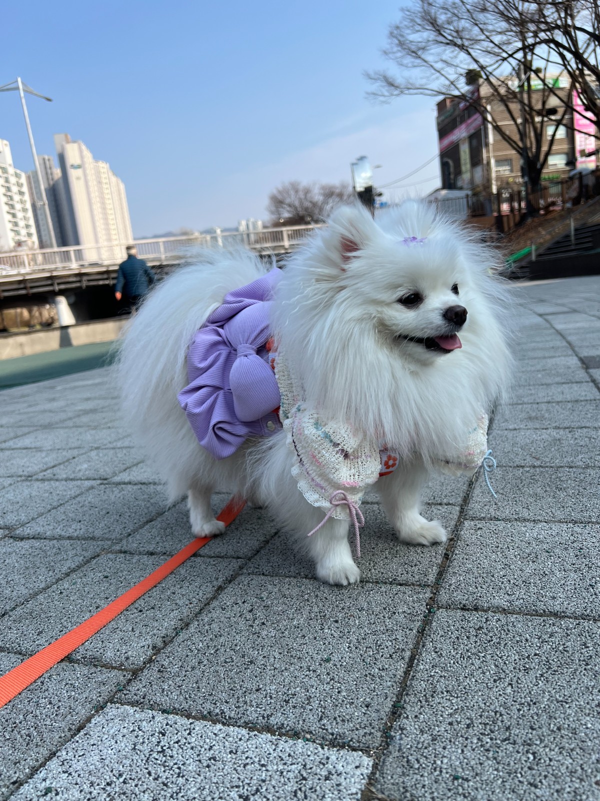 강아지 간식,사료,의류,용품 협업 5