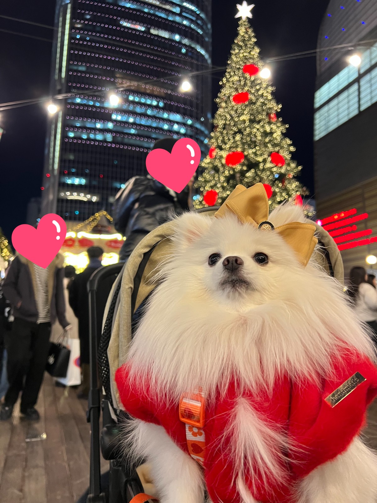 강아지 간식,사료,의류,용품 협업 7