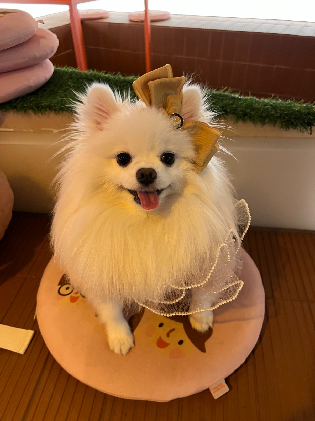 강아지 간식,사료,의류,용품 협업 8