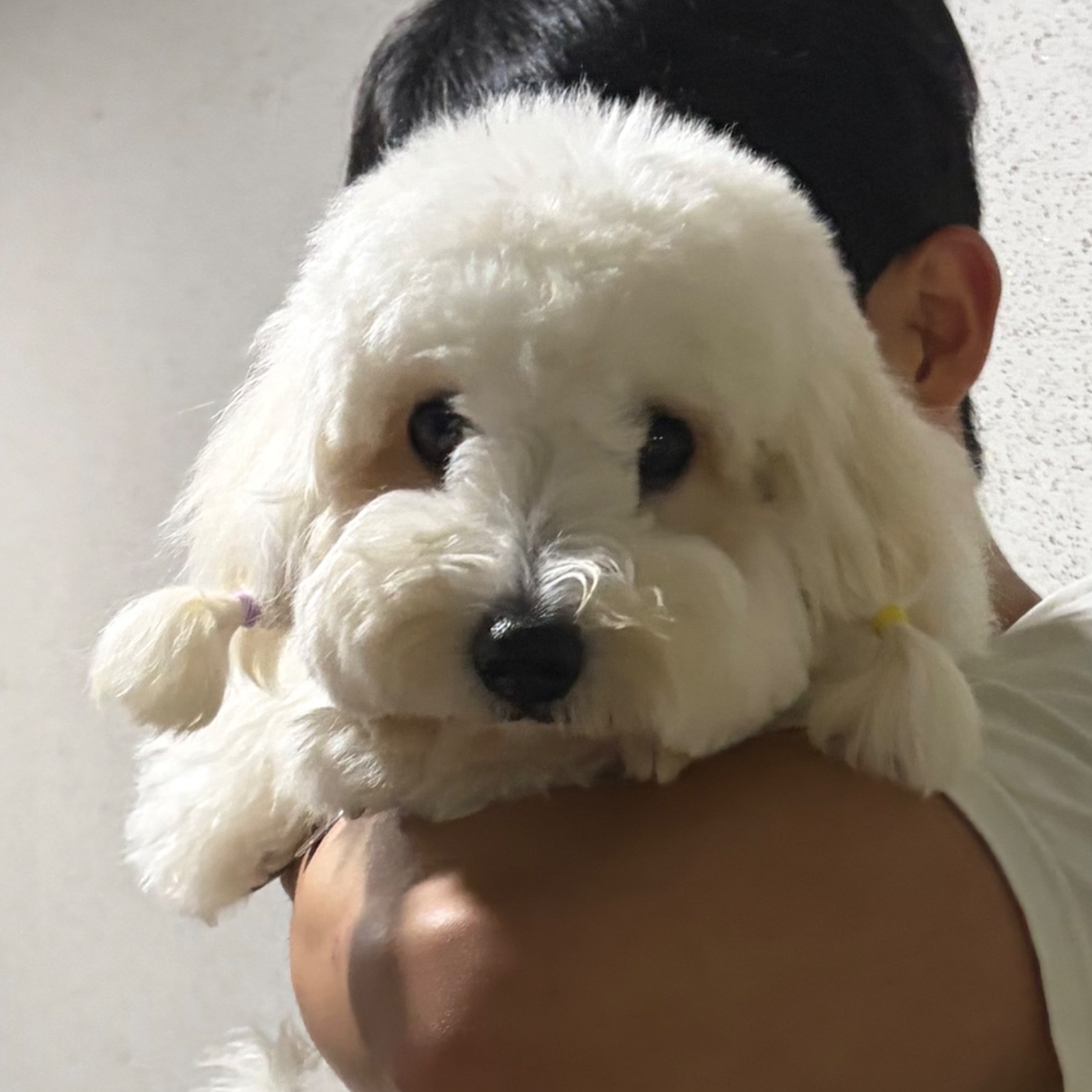 강아지(꼬똥) 모델 필요하면 말해주세요