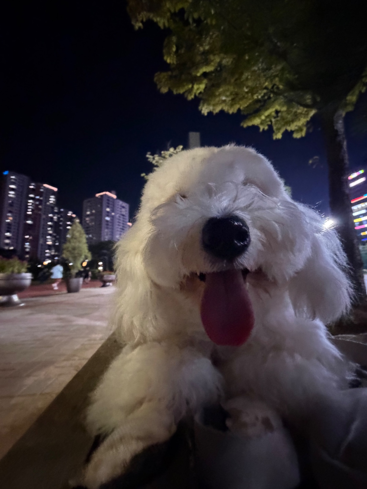 강아지(꼬똥) 모델 필요하면 말해주세요 2