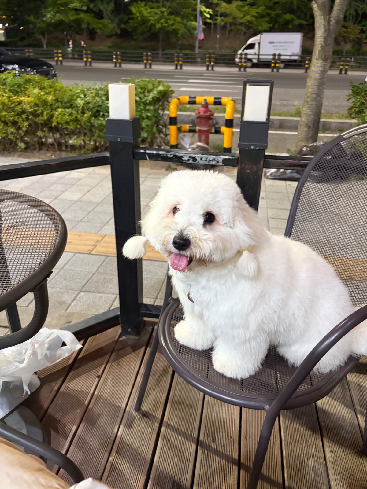 강아지(꼬똥) 모델 필요하면 말해주세요 3