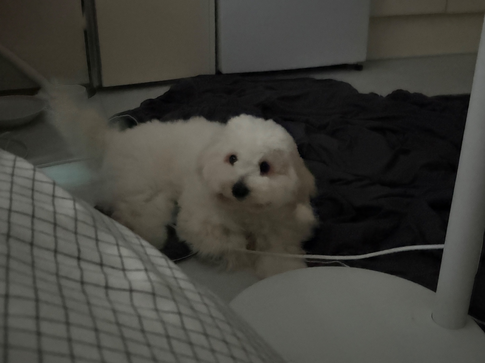 강아지(꼬똥) 모델 필요하면 말해주세요 5
