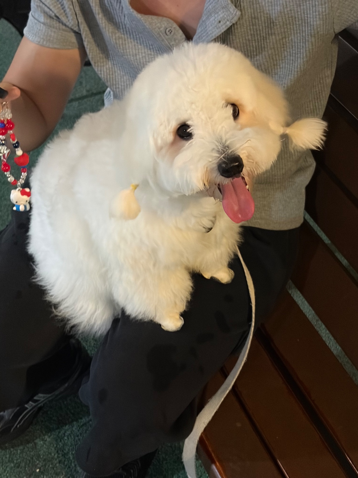 강아지(꼬똥) 모델 필요하면 말해주세요 6