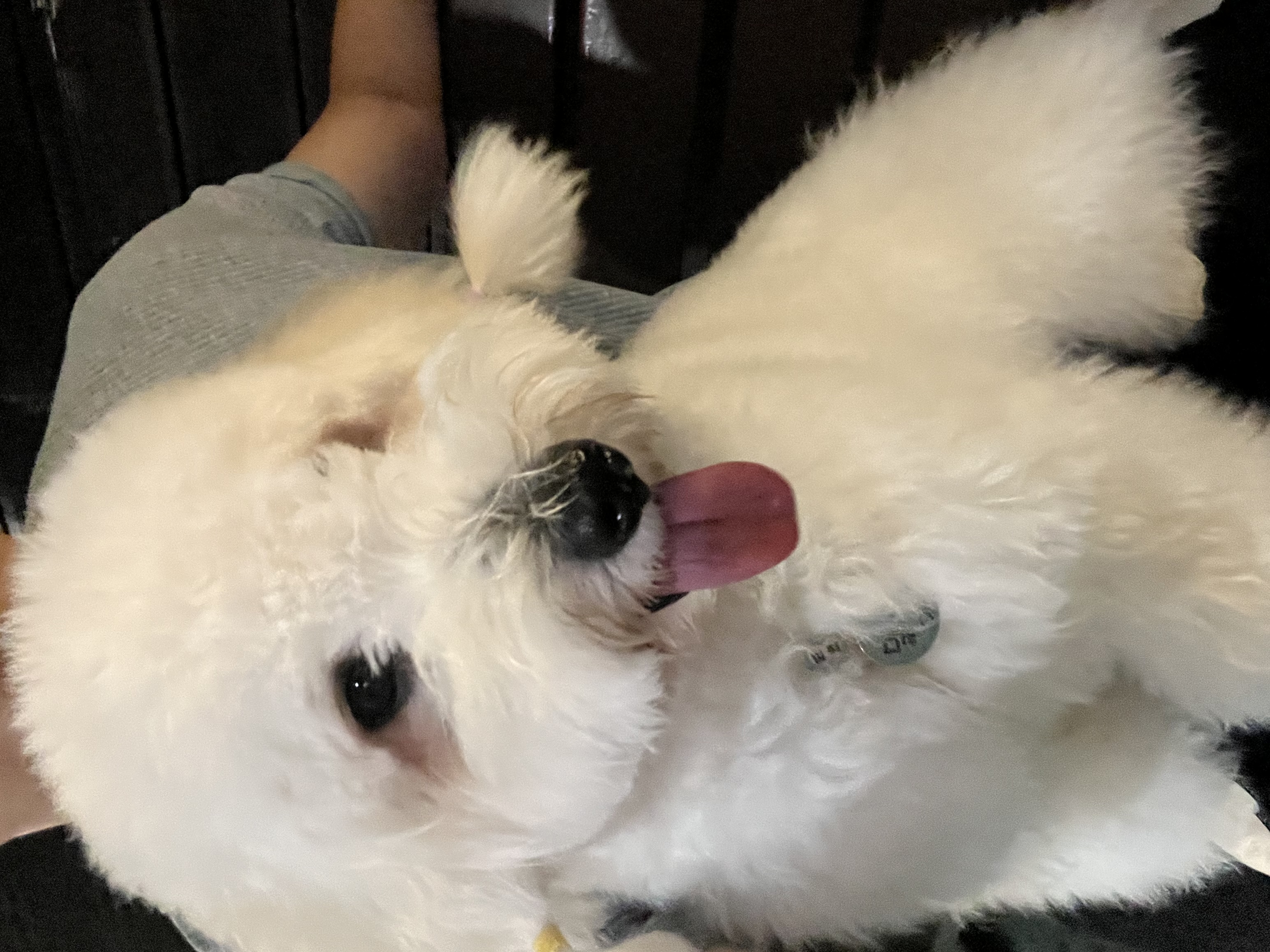 강아지(꼬똥) 모델 필요하면 말해주세요 7