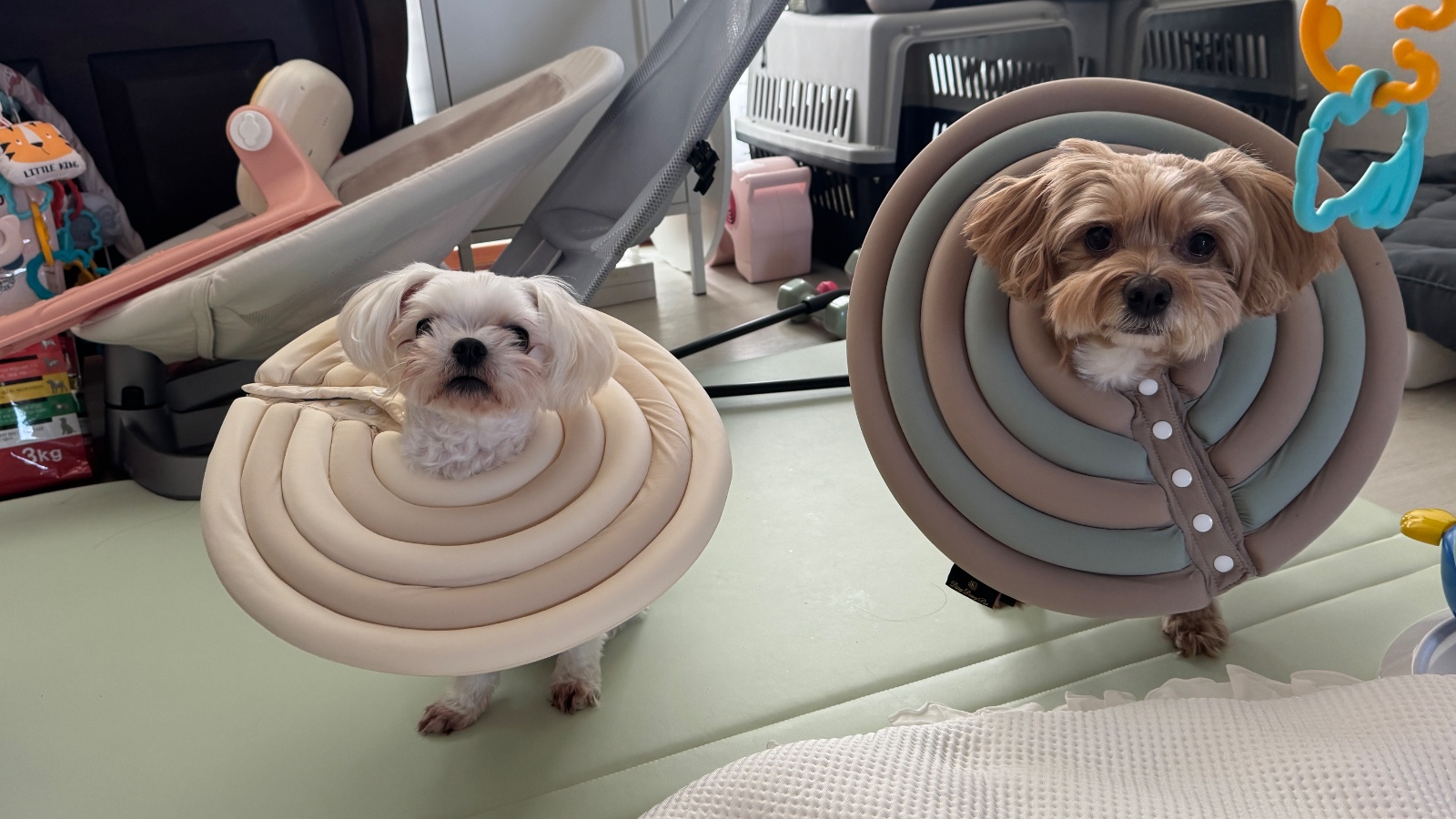 강아지 제품 마케팅에 활용가능한 리뷰작성 해드려요 2