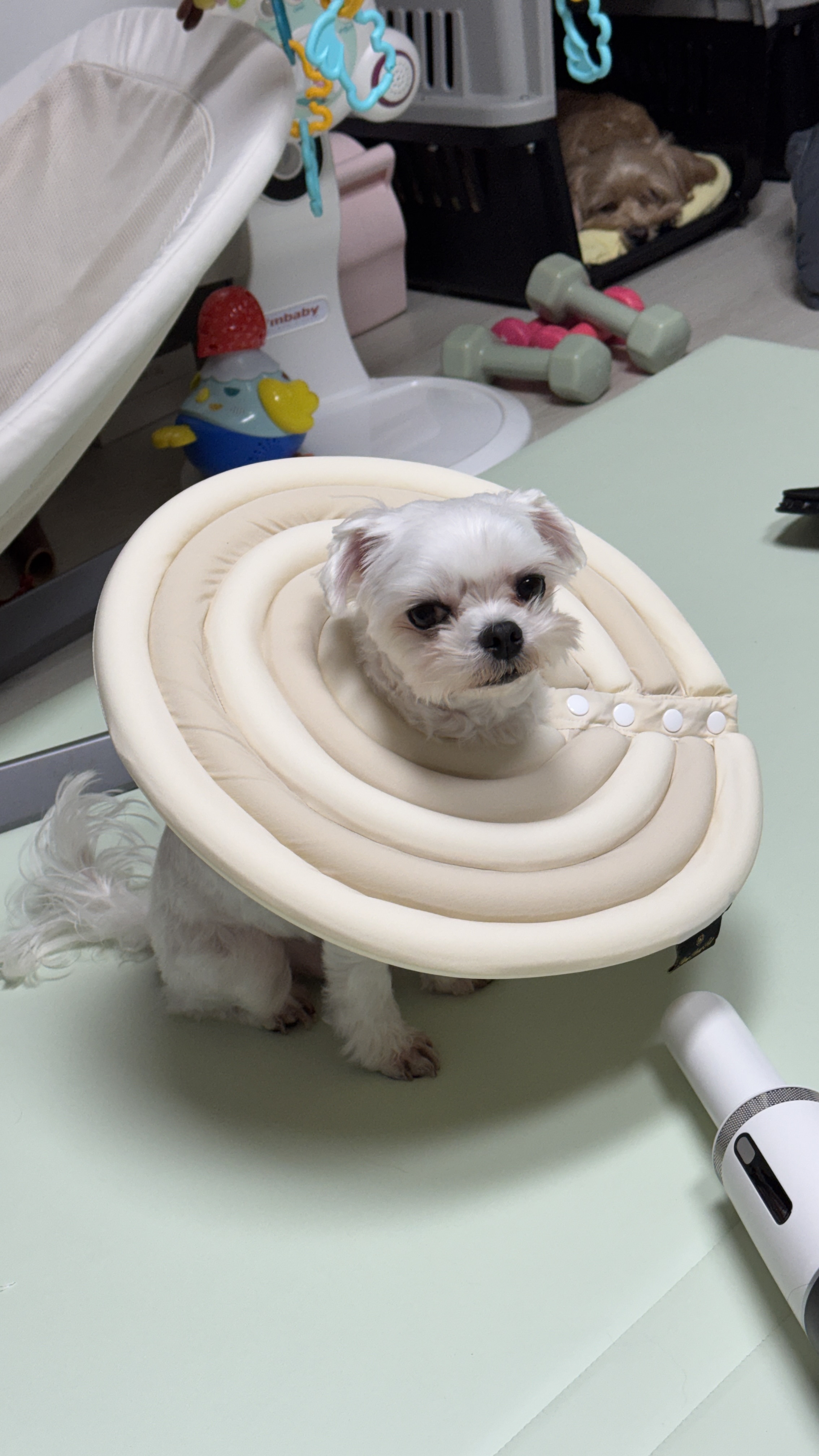 강아지 제품 마케팅에 활용가능한 리뷰작성 해드려요 5