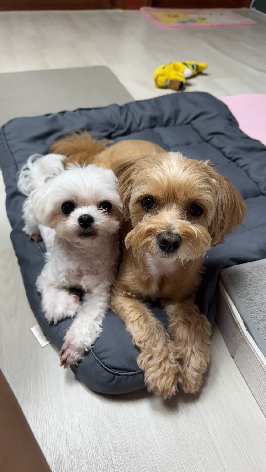 강아지 제품 마케팅에 활용가능한 리뷰작성 해드려요 6