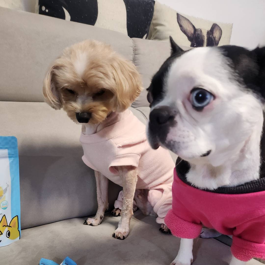 강아지 관련 리뷰 콘텐츠 서비스제공해드려요^^ 4