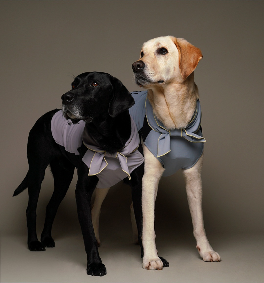 PRO 검은색 블랙 래브라도 리트리버 모델 대형견 모델 강아지 배우 모델 5
