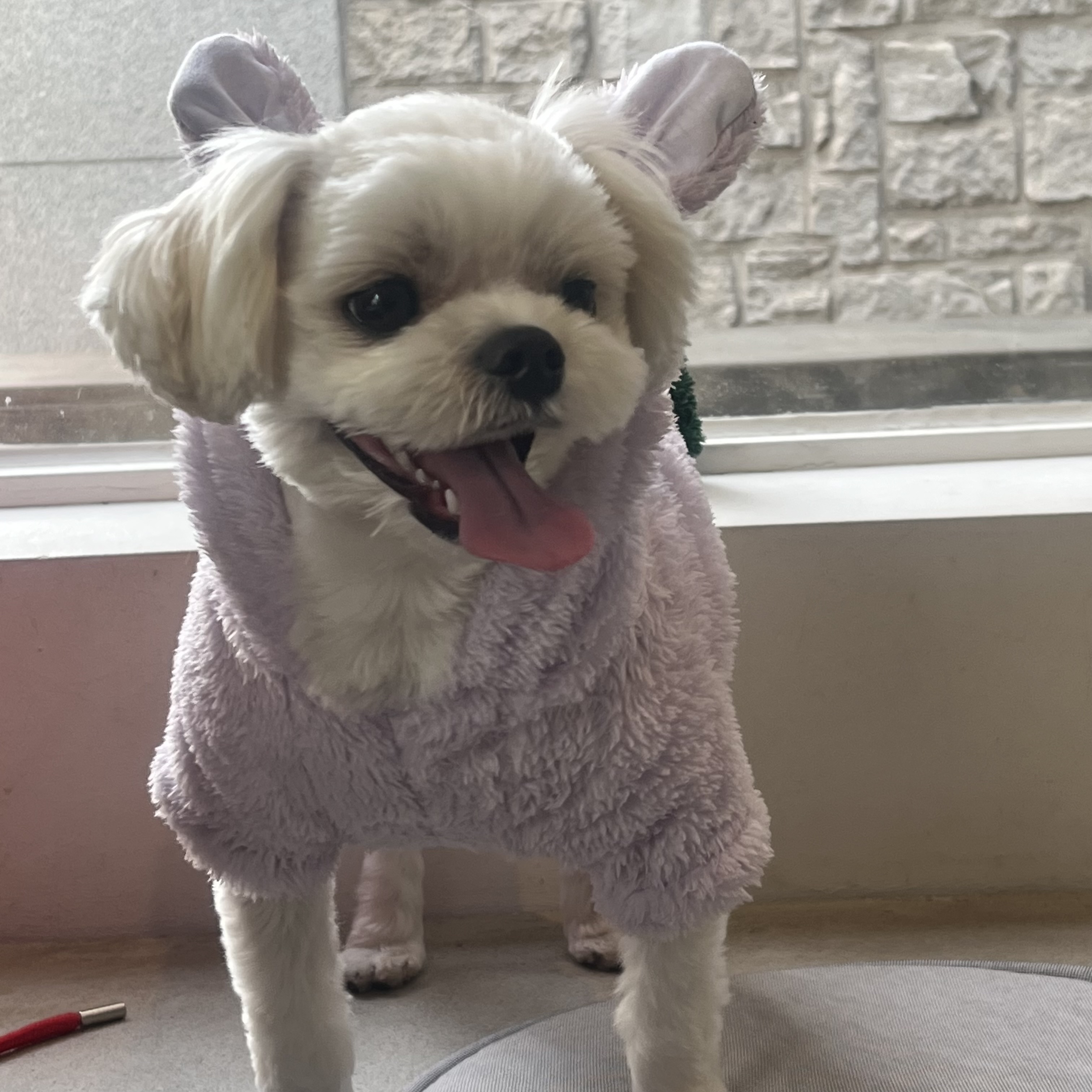반려동물 제품 홍보, 마케팅 목적 블로그 리뷰 5