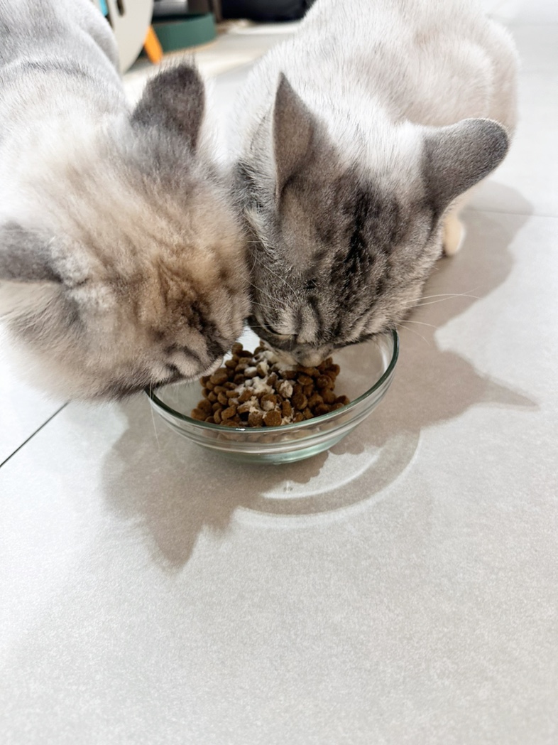 강아지, 고양이, 햄스터, 금붕어 리뷰🤍 3