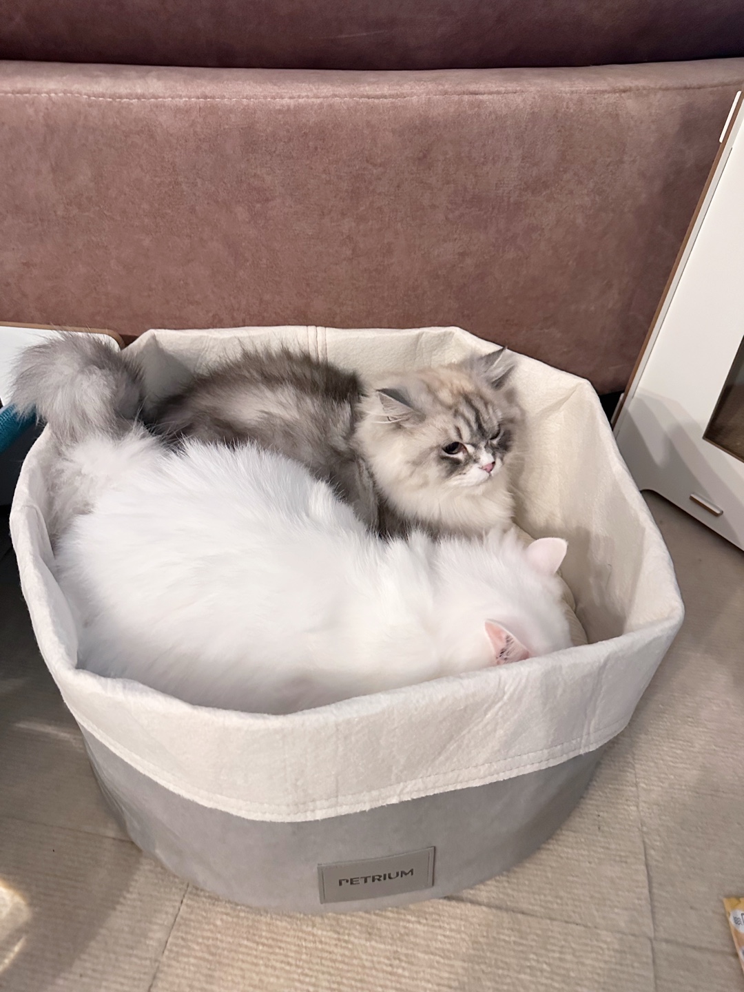 강아지, 고양이, 햄스터, 금붕어 리뷰🤍 4