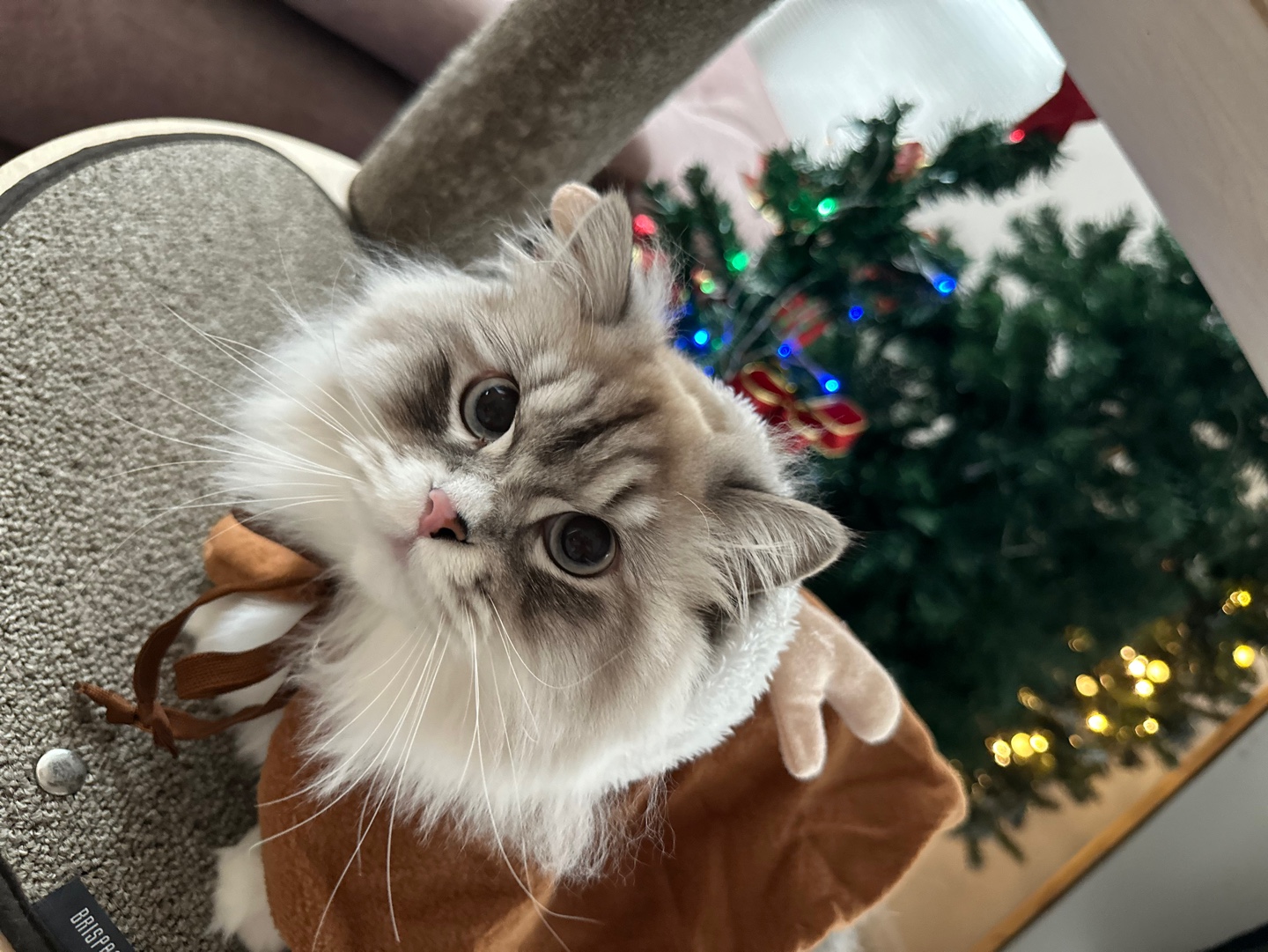 강아지, 고양이, 햄스터, 금붕어 리뷰🤍 2