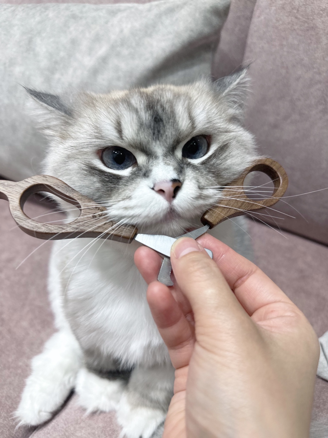 강아지, 고양이, 햄스터, 금붕어 리뷰🤍 6