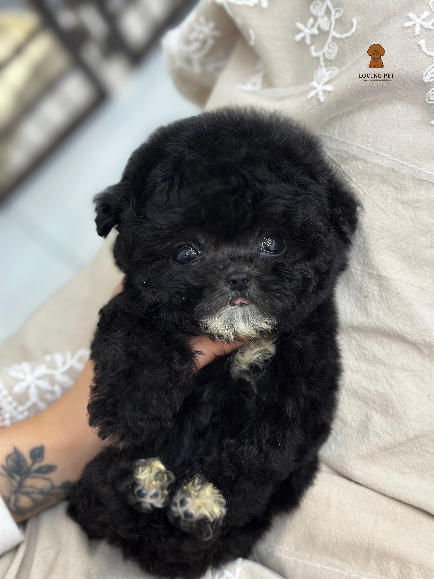 강아지, 고양이, 햄스터, 금붕어 리뷰🤍 7