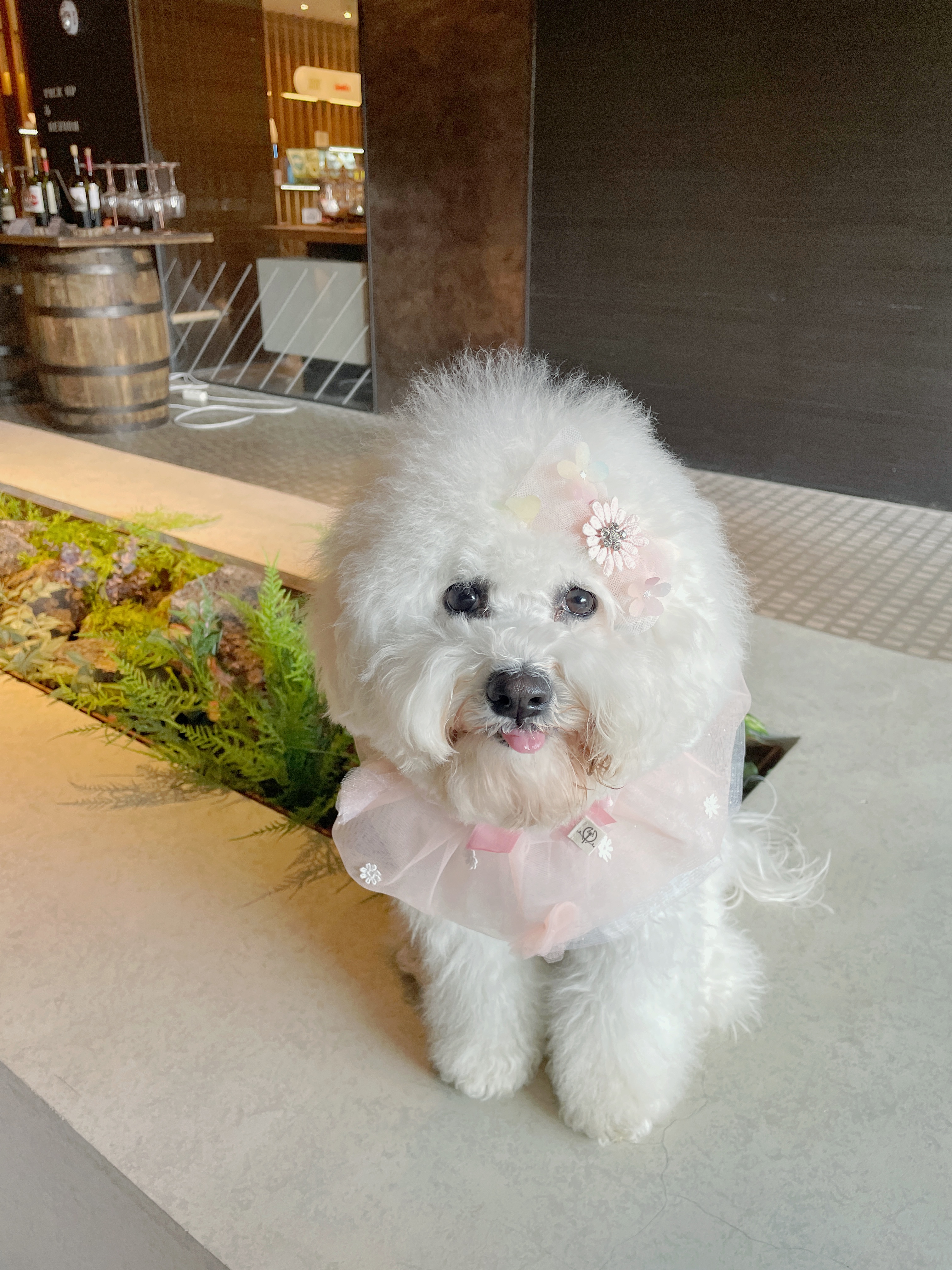 강아지 모델 5