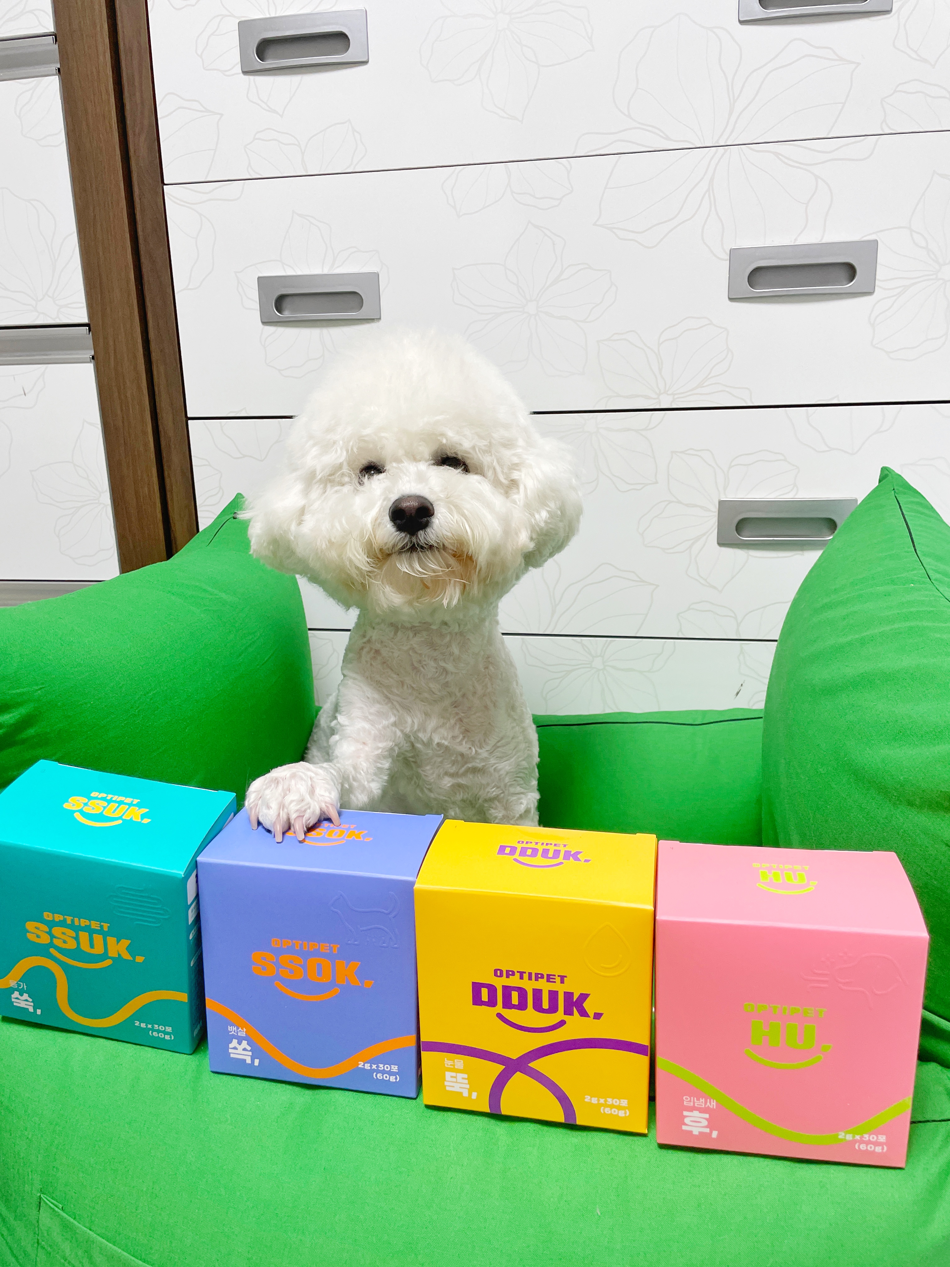 강아지 모델 6