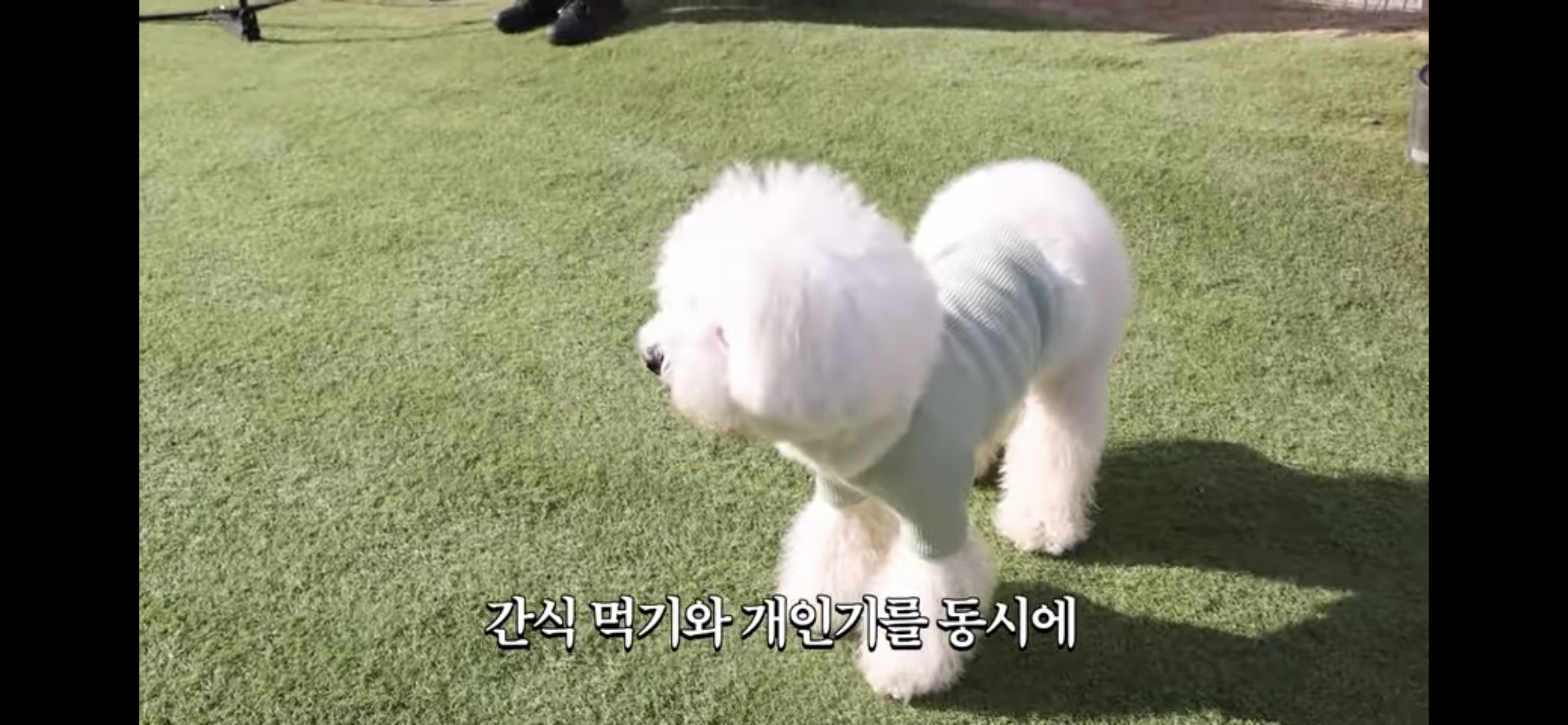 강아지 모델 4