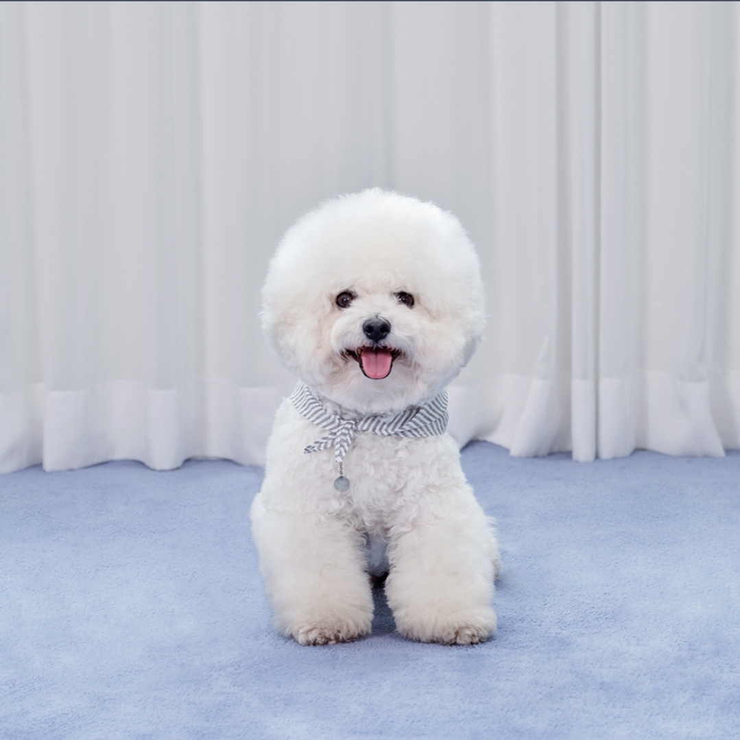 비숑 모델, 고양이 강아지 동반 촬영 모델 5