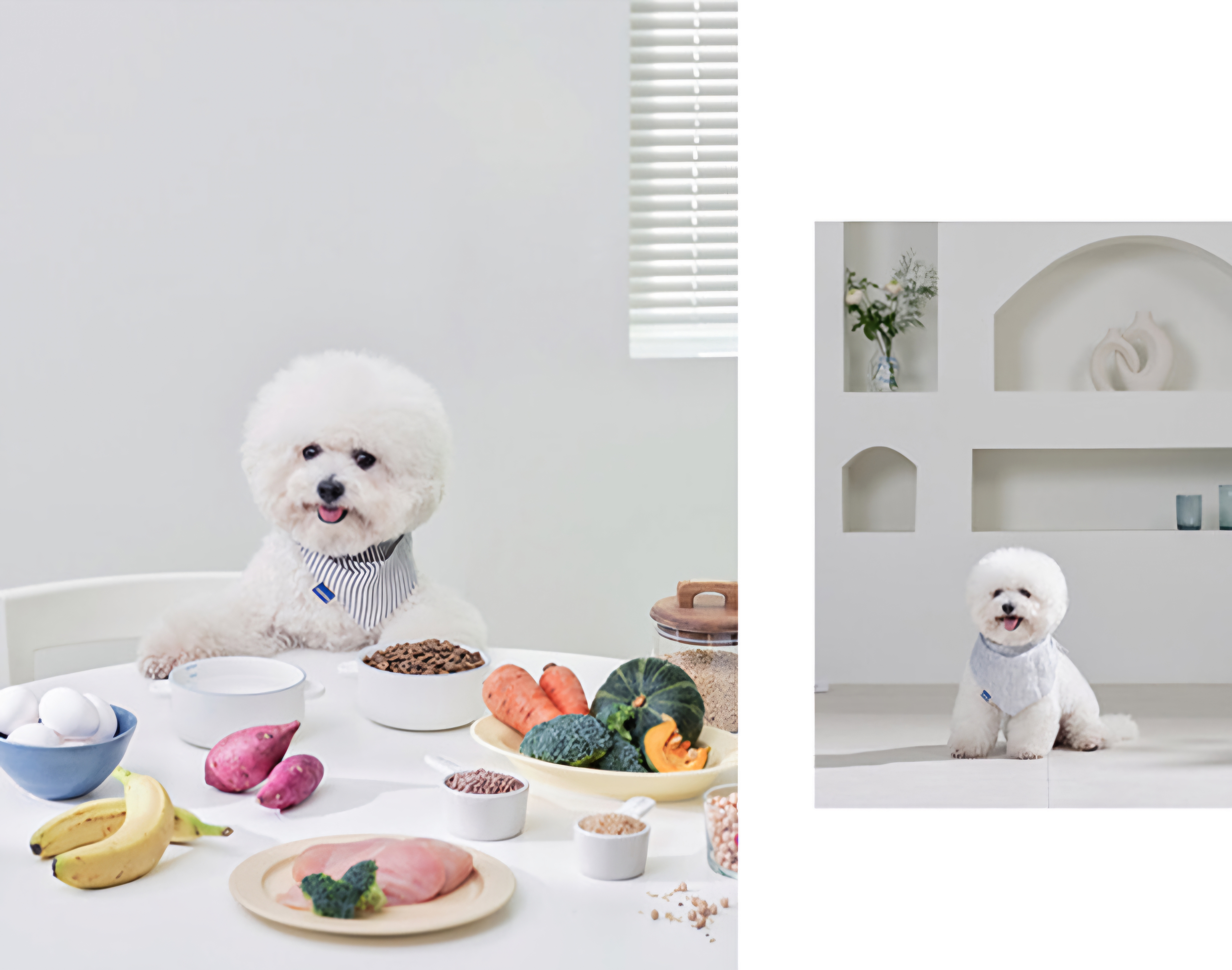 비숑 모델, 고양이 강아지 동반 촬영 모델 2