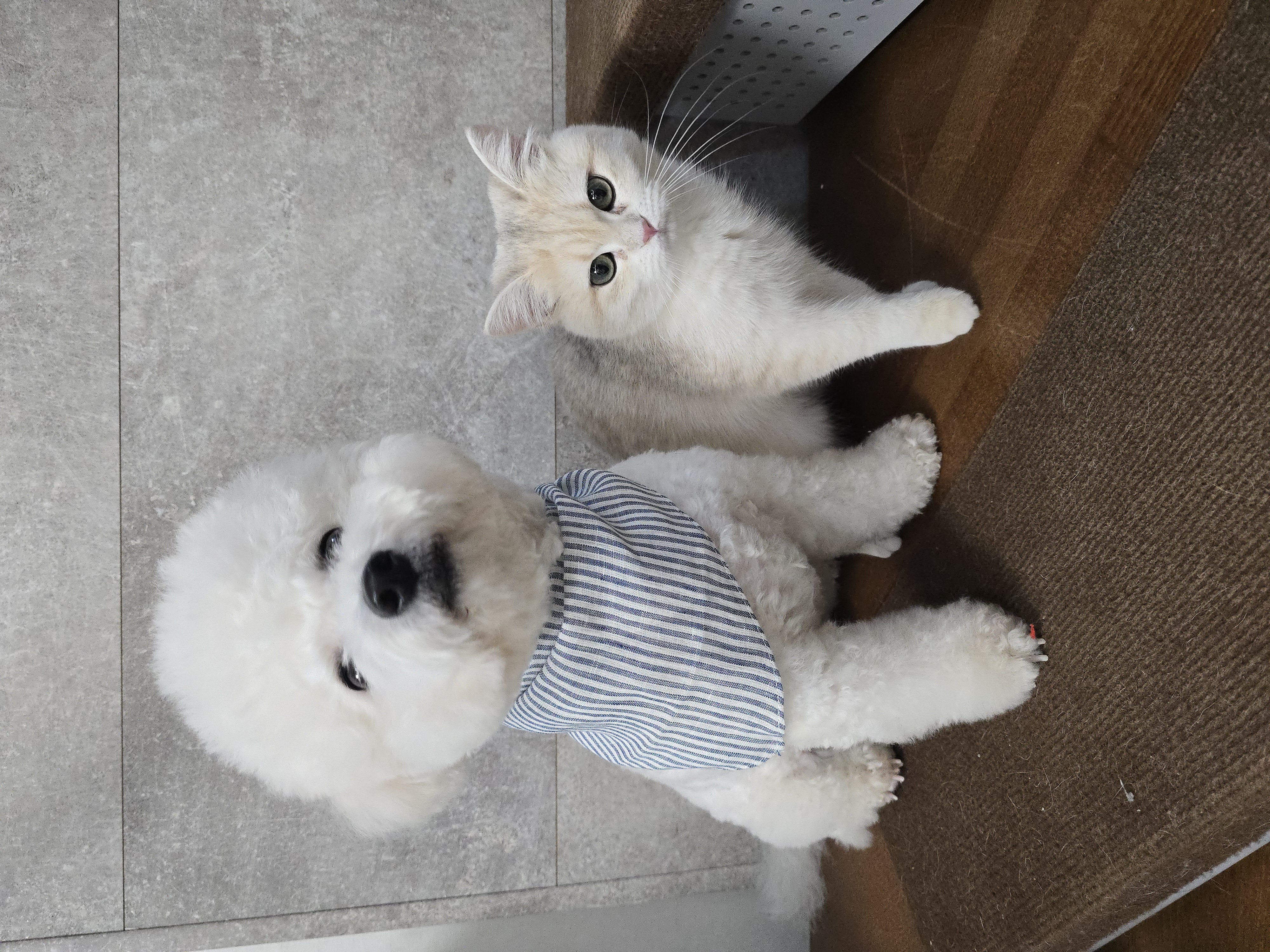 비숑 모델, 고양이 강아지 동반 촬영 모델 7