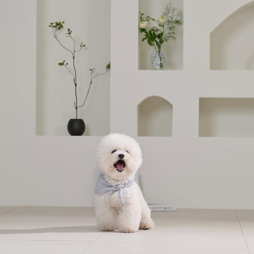 비숑 모델, 고양이 강아지 동반 촬영 모델 4