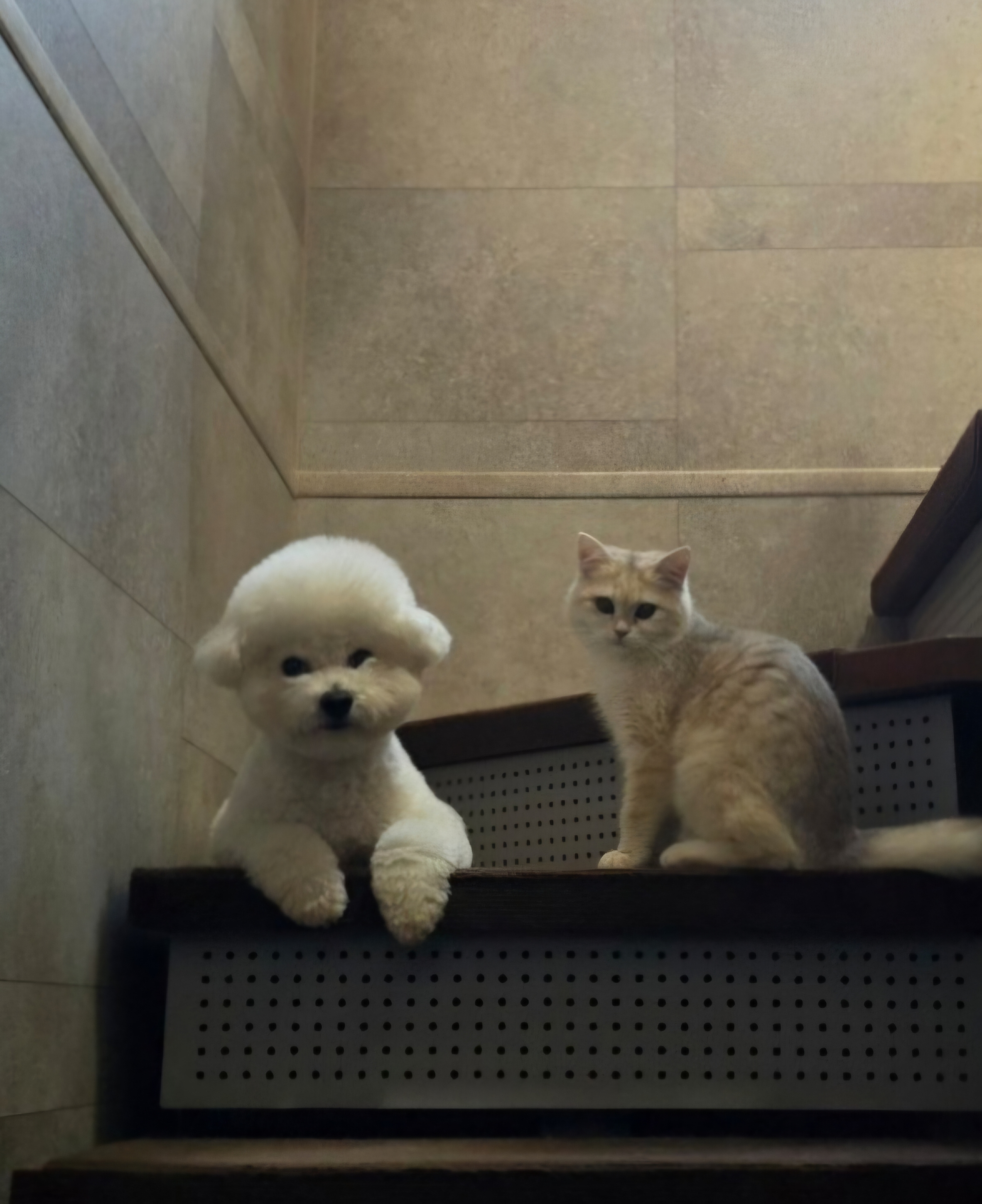 비숑 모델, 고양이 강아지 동반 촬영 모델 6