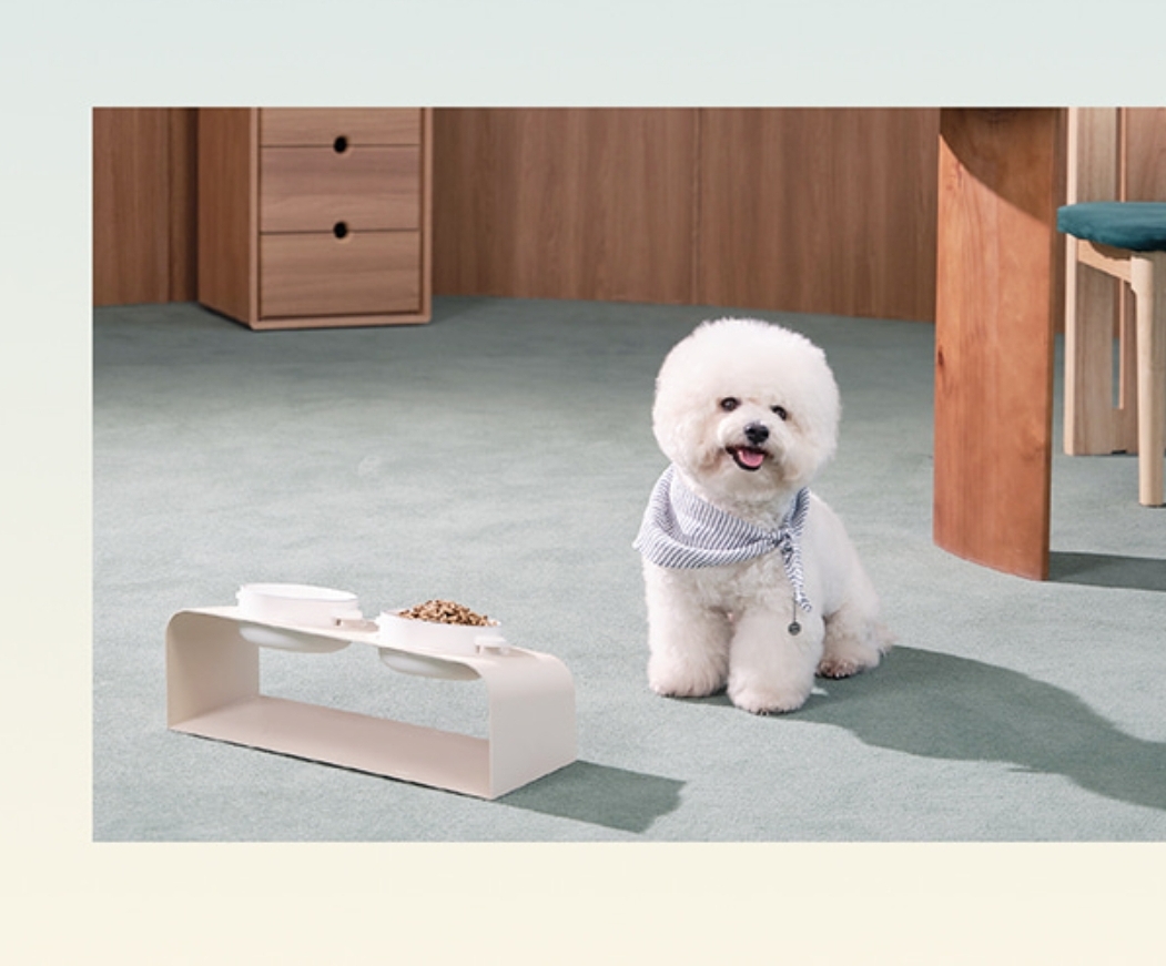 비숑 모델, 고양이 강아지 동반 촬영 모델 3