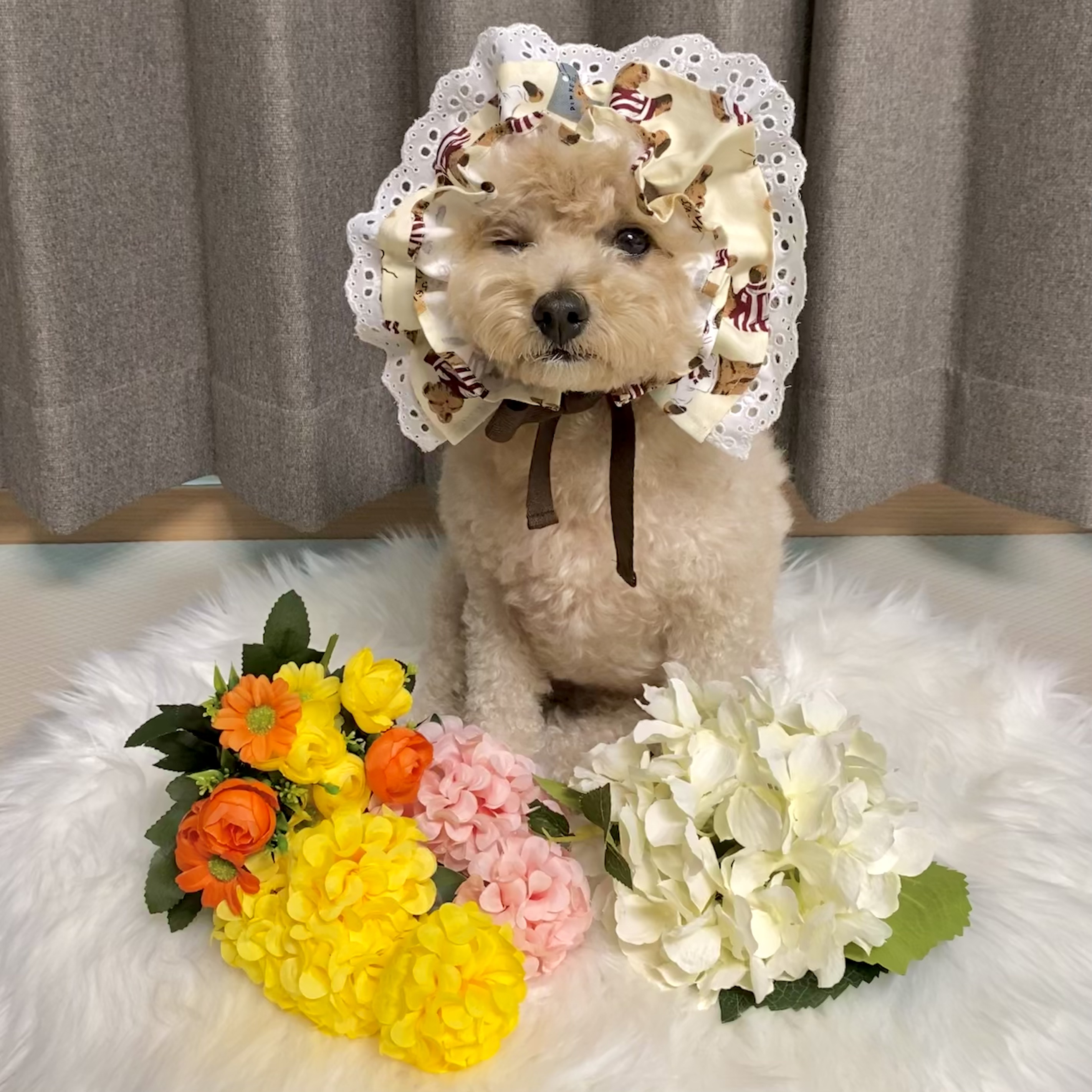 반려동물 홈모델 5