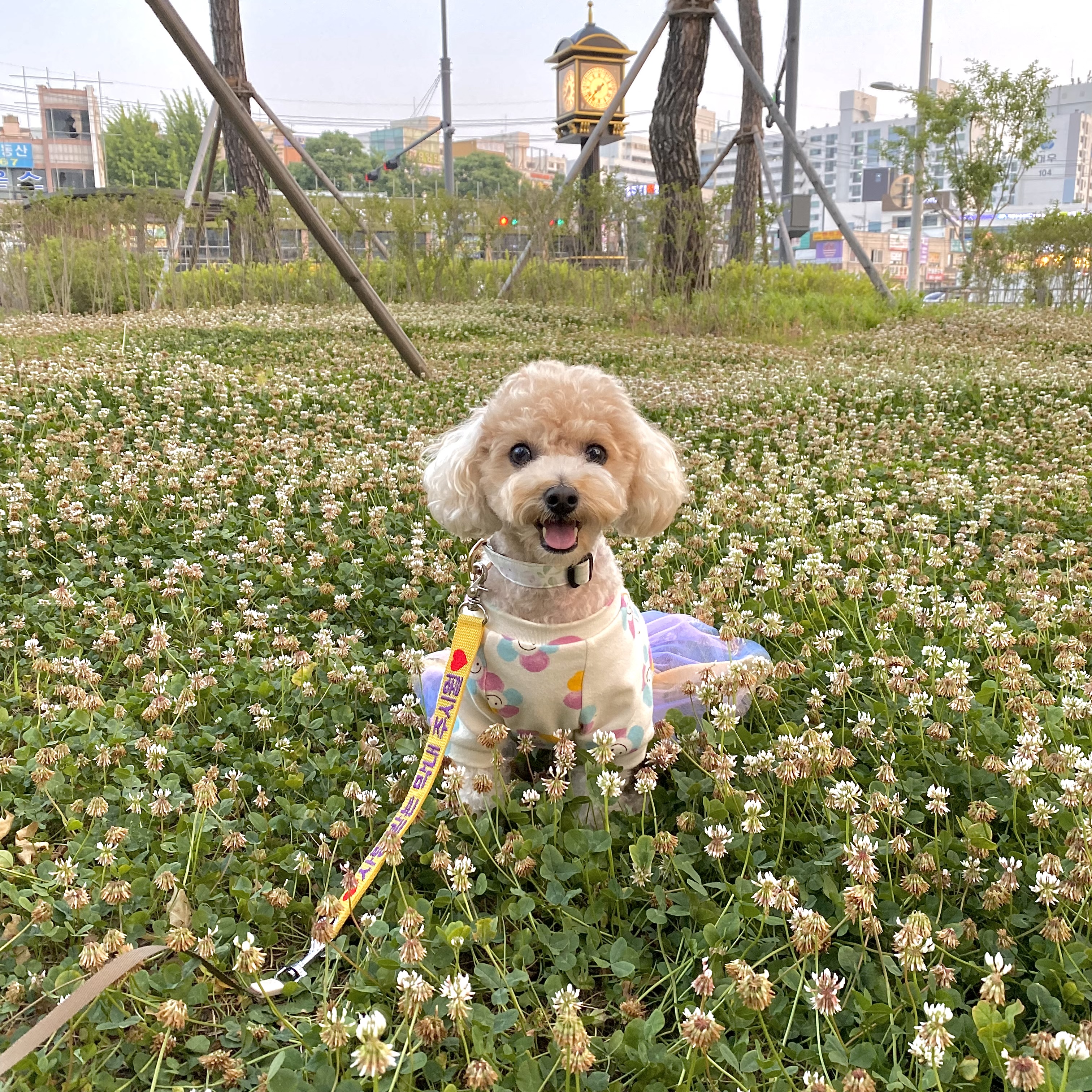 반려동물 홈모델 2