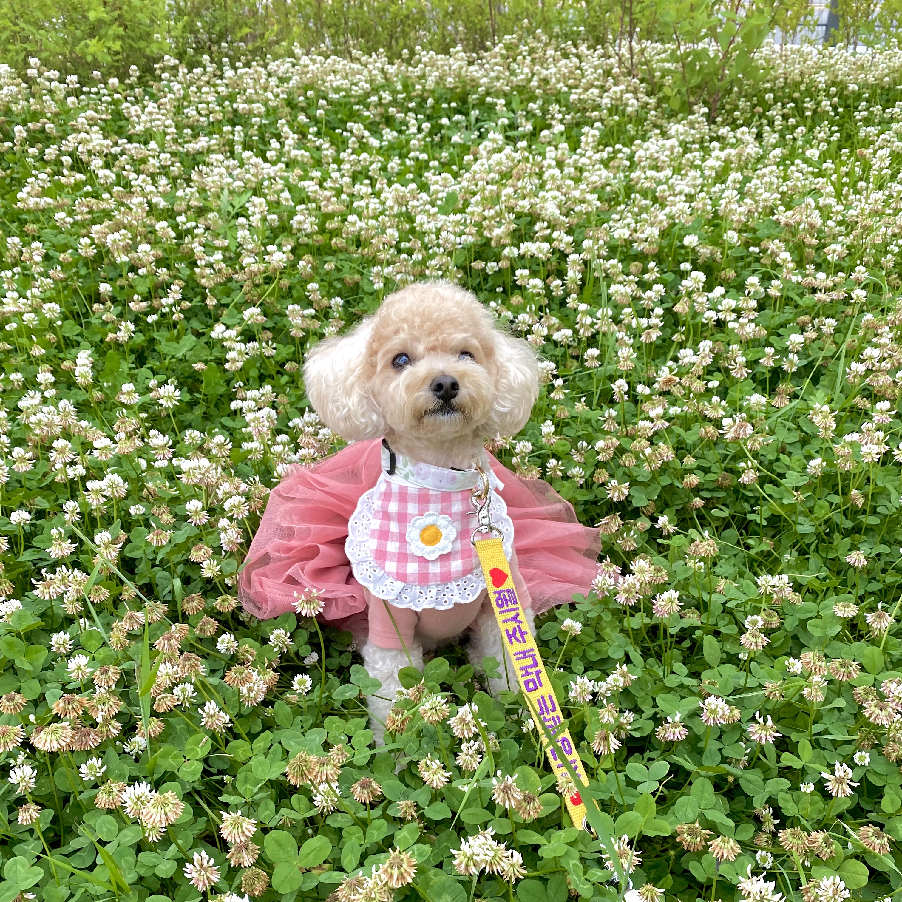 반려동물 홈모델 3