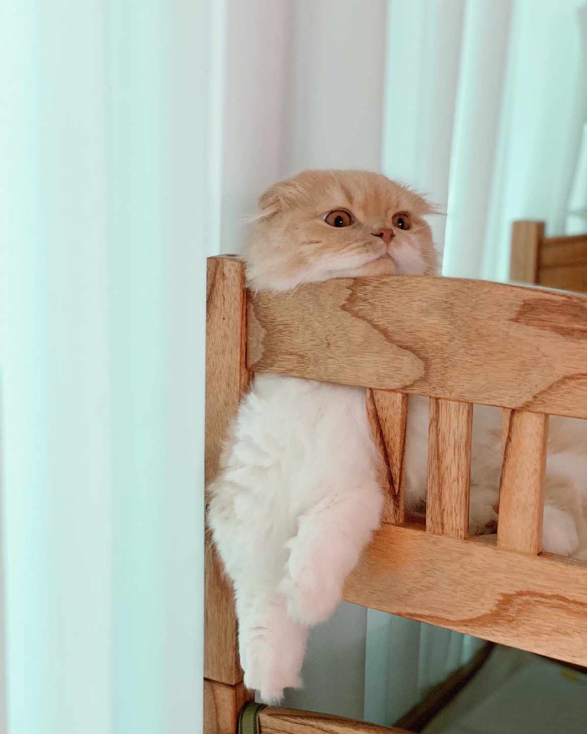 반려동물 모델 서비스 4