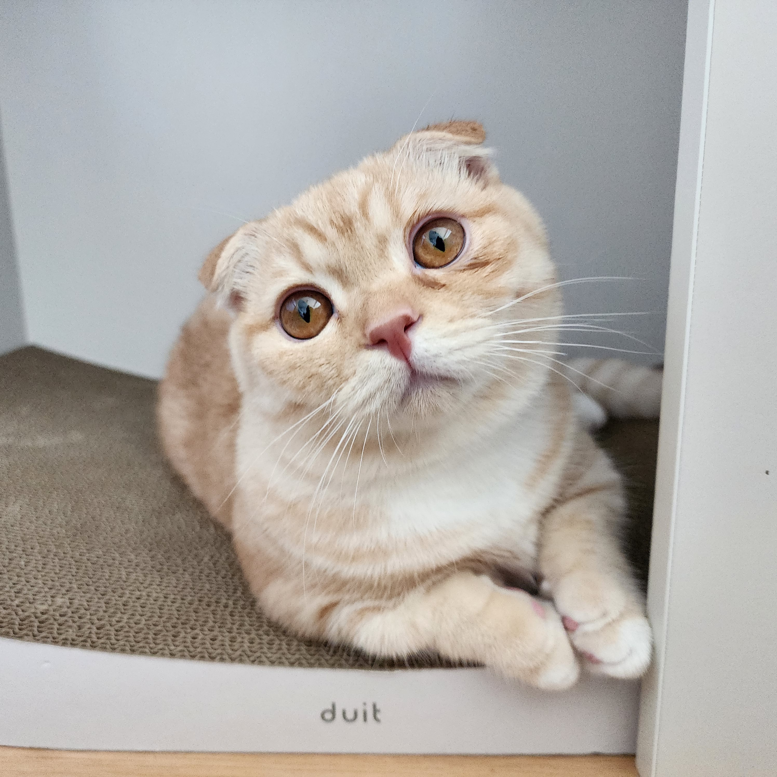 고양이 관련 사랑스러운 촬영합니다. 4