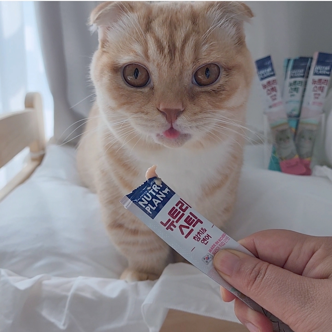 고양이 관련 사랑스러운 촬영합니다. 3